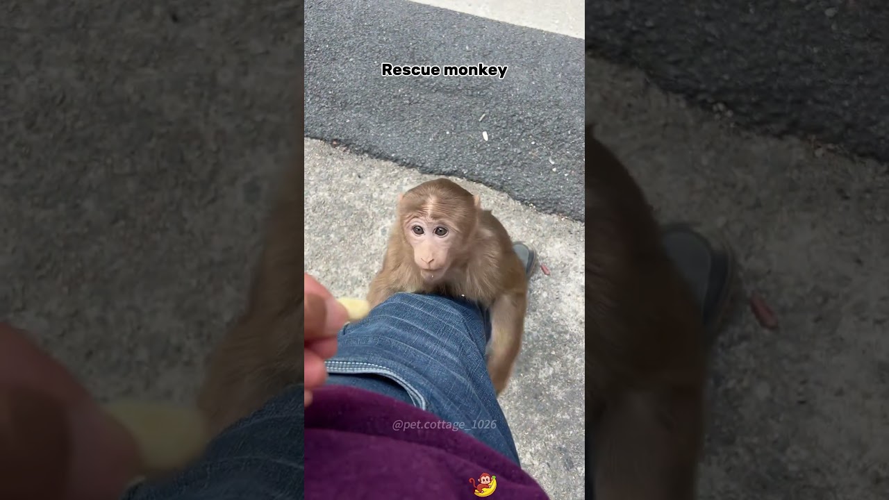 Rescue monkey #music #lyrics #nostalgia