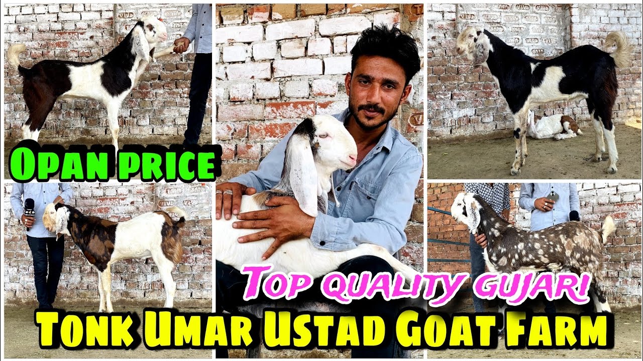 Tonk Ustad Goat Farm Top quality gujari palne wale || opan with price #tonkbakramandi