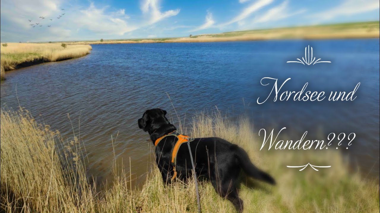Kann man an der Nordsee mit Hund wandern??? 🤔