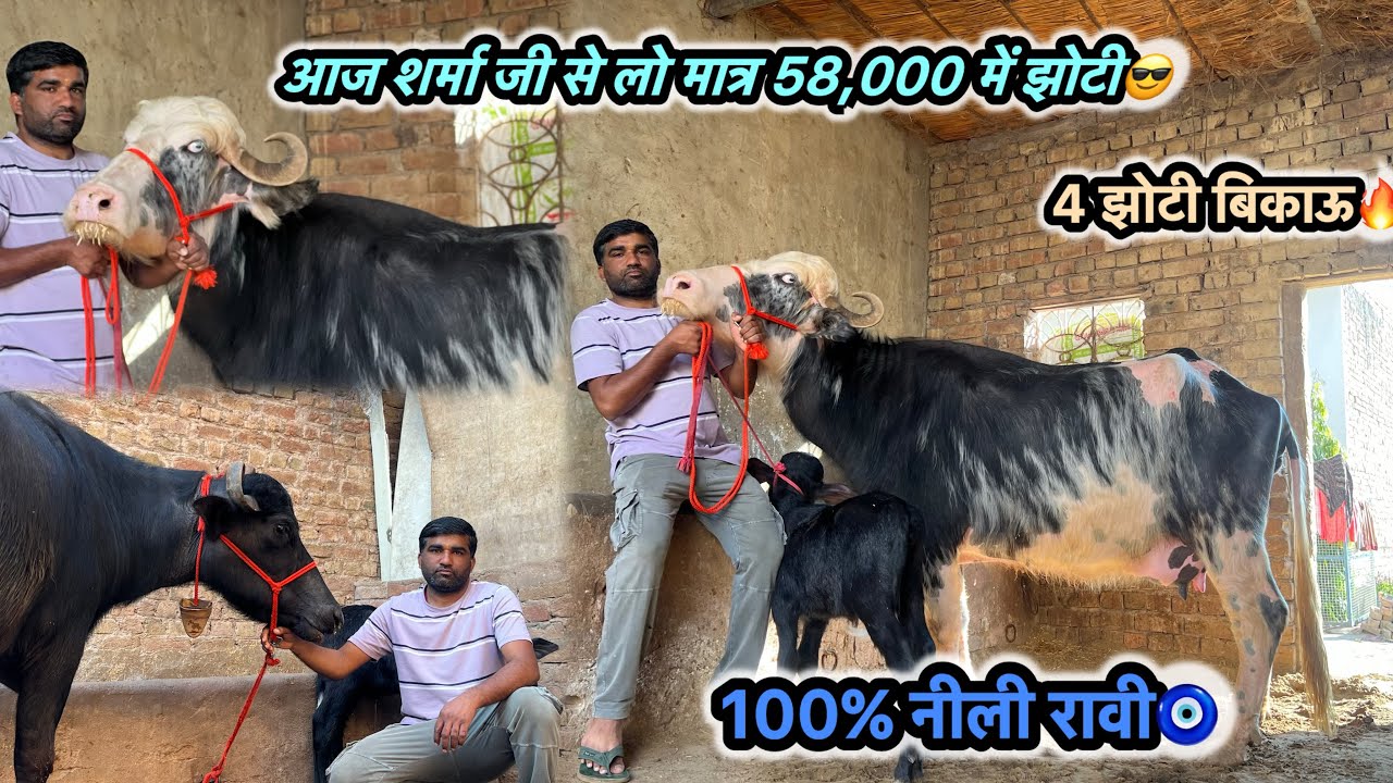 आज शर्मा जी से लो58,000 में झोटी🔥100% प्योर नीली रावी🧿एसी ब्रीड वाली झोटी नहीं मिलेगी😍दूध10से16 लीटर