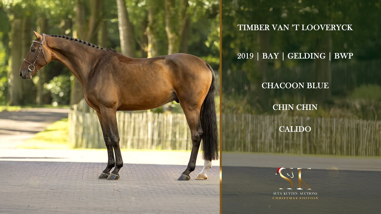 TIMBER VAN &rsquo;T LOOVERYCK Movements (Chacoon Blue x Chin Chin)