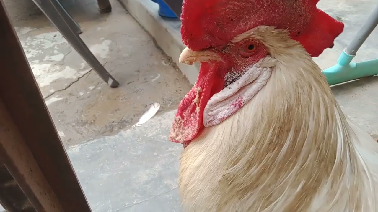 Mannu ka dulaar dekhiye❤️❤️