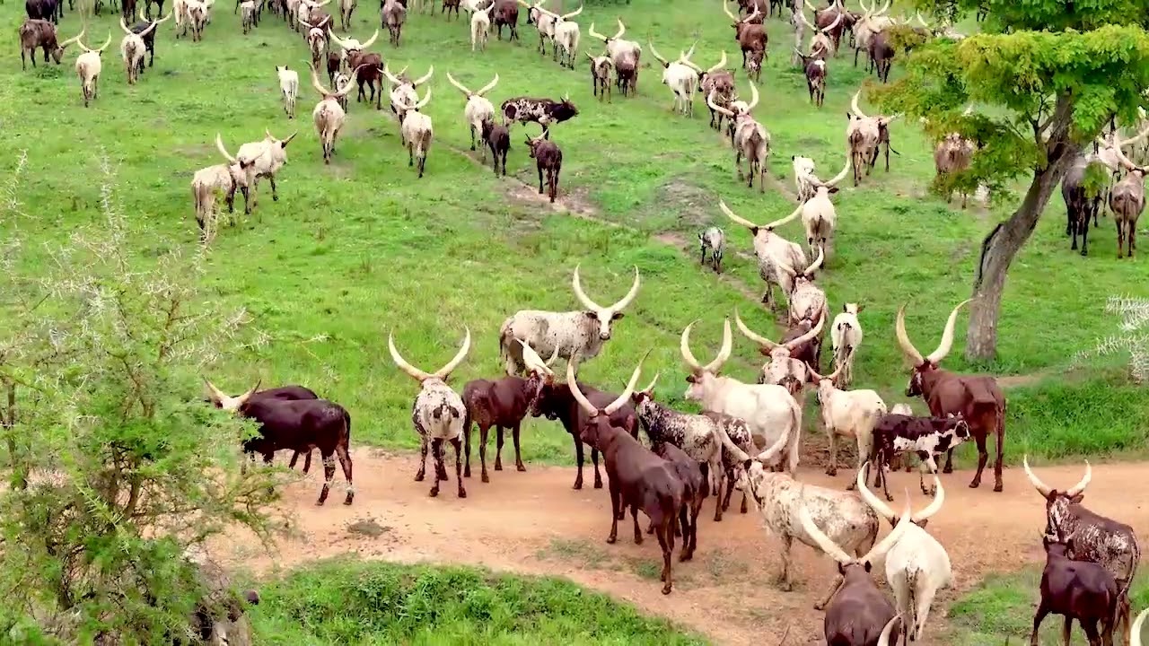 WARNING ;NO SOUND BUT MOVING VIDEOS  ,MUSEVENI HAD ATOUR WITH JOURNALIST ON HIS KISOZI FARM