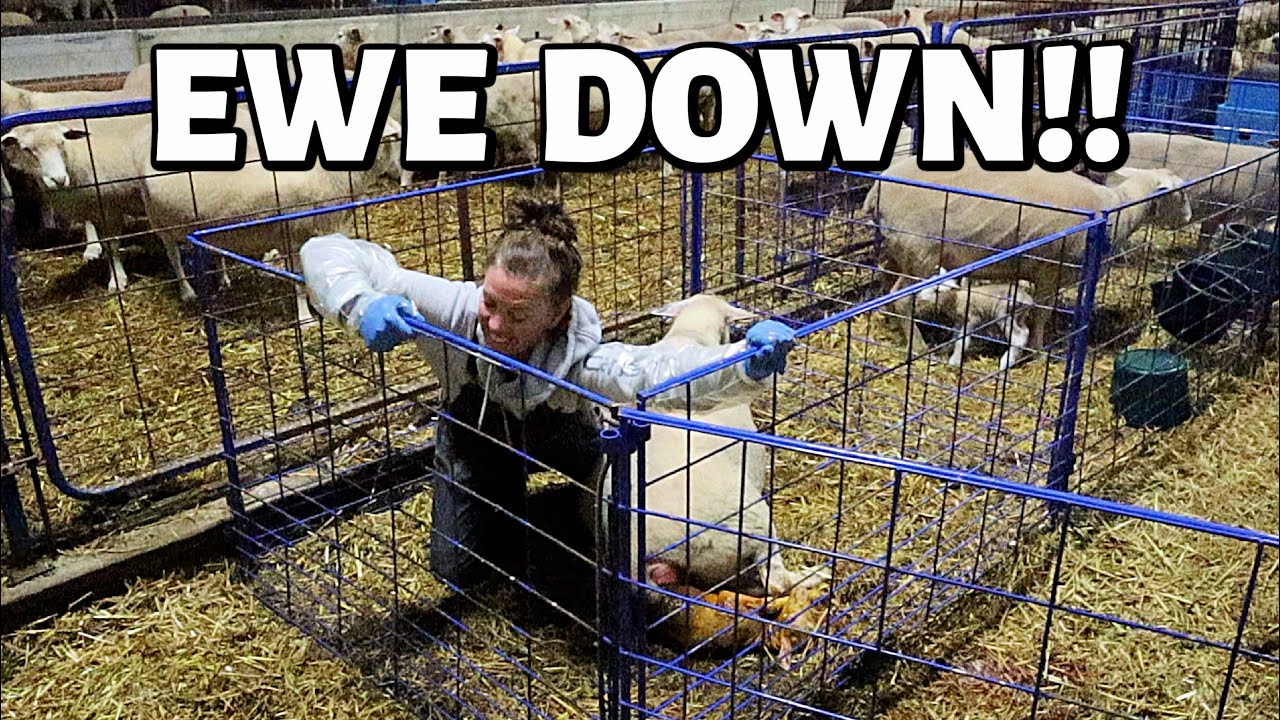 7 DAYS OF LAMBING: DAY SIX (EWE DOWN, lambing pen set-up, tagging & recording lambs): Vlog 351