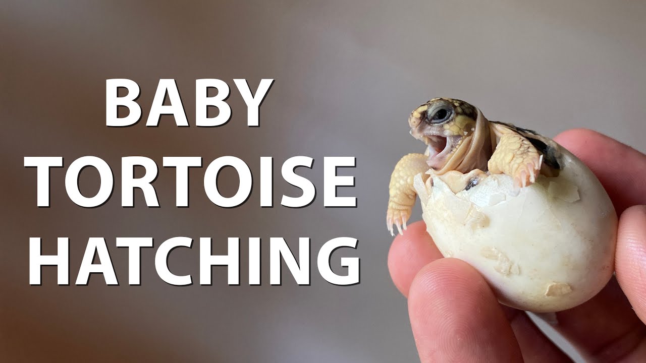 Baby Star Tortoise Hatching | कछुए के बच्चे कैसे आते हैं। Tortoise egg hatching at home