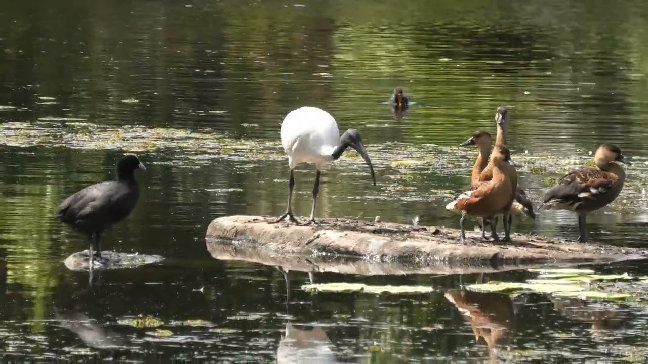 Australian White Ibis, Wandering Whistling-Duck, Eurasian Coot & Dusky Moorhen