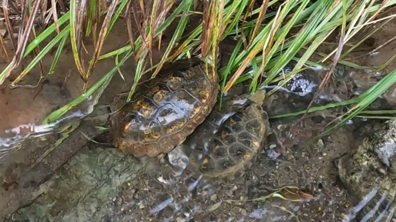 とある県の清流でニホンイシガメを探せ！