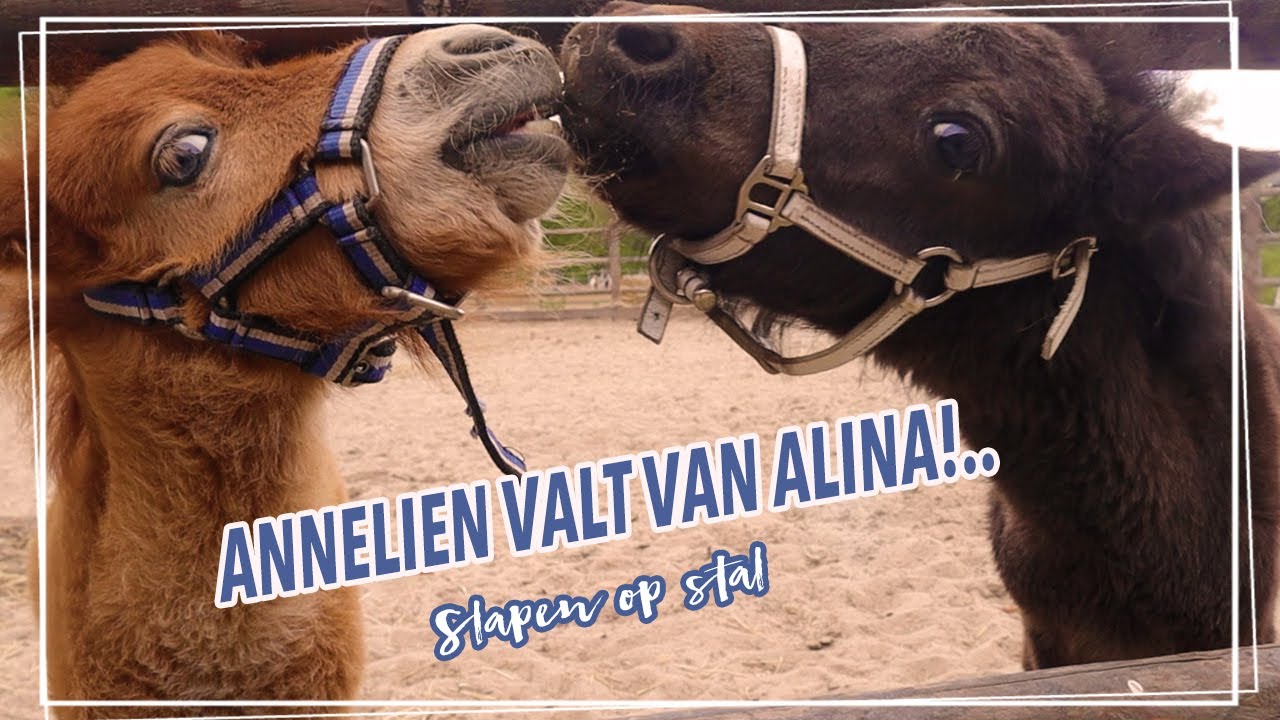 5x VALLEN van ALINA!! + SLAPEN op STAL?! || Paardzoektbaas