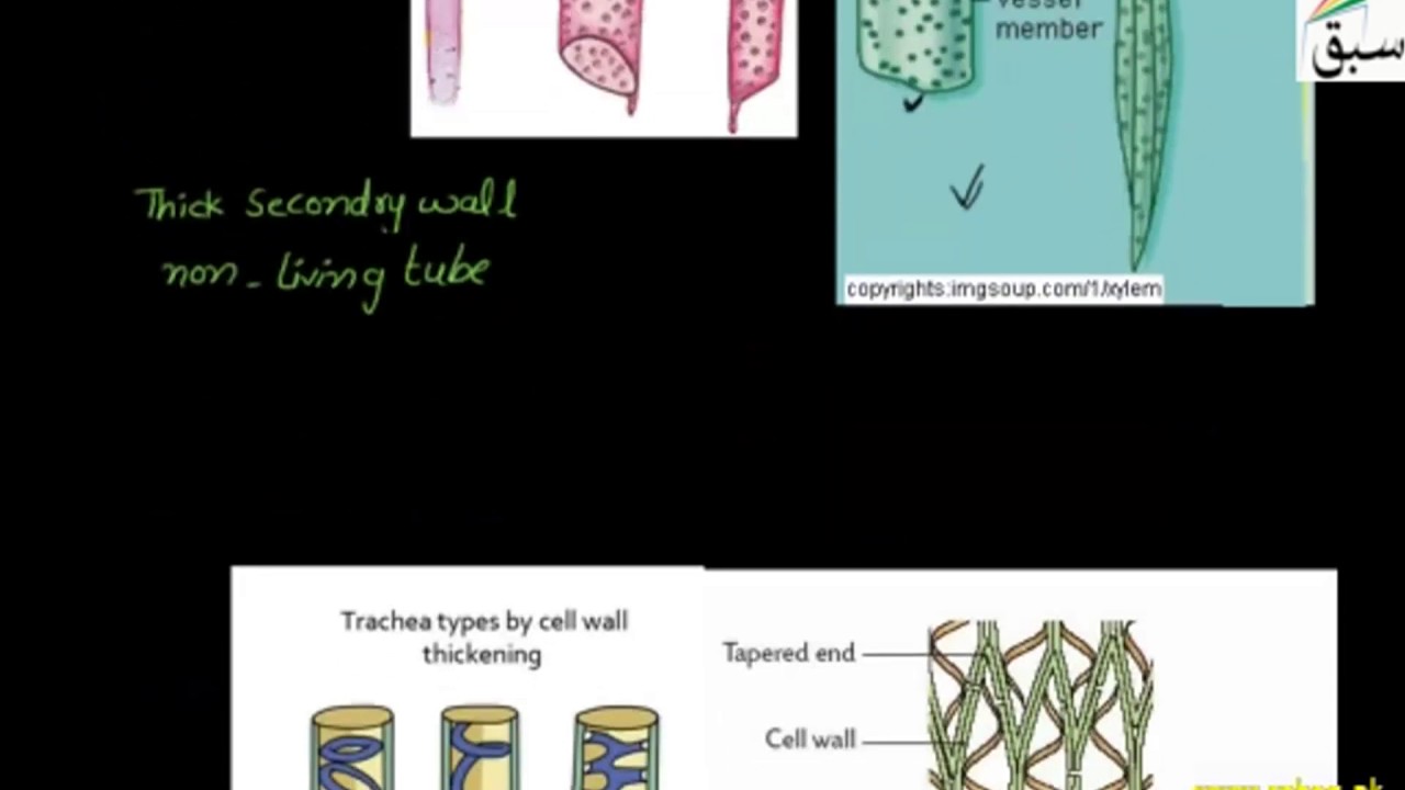 Xylem  Tissues, Biology Lecture | Sabaq.pk |