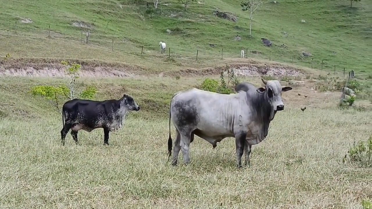 MOSTRANDO UM SITIO EM MINAS GERAIS MUITO LINDO. PESCARIA 🎣🤠😍