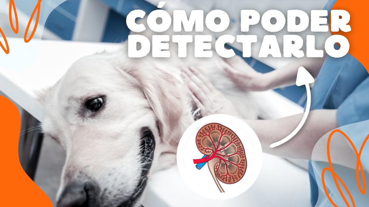 INSUFICIENCIA RENAL EN TU MASCOTA ⚠️ *INFORMACIÓN IMPORTANTE*