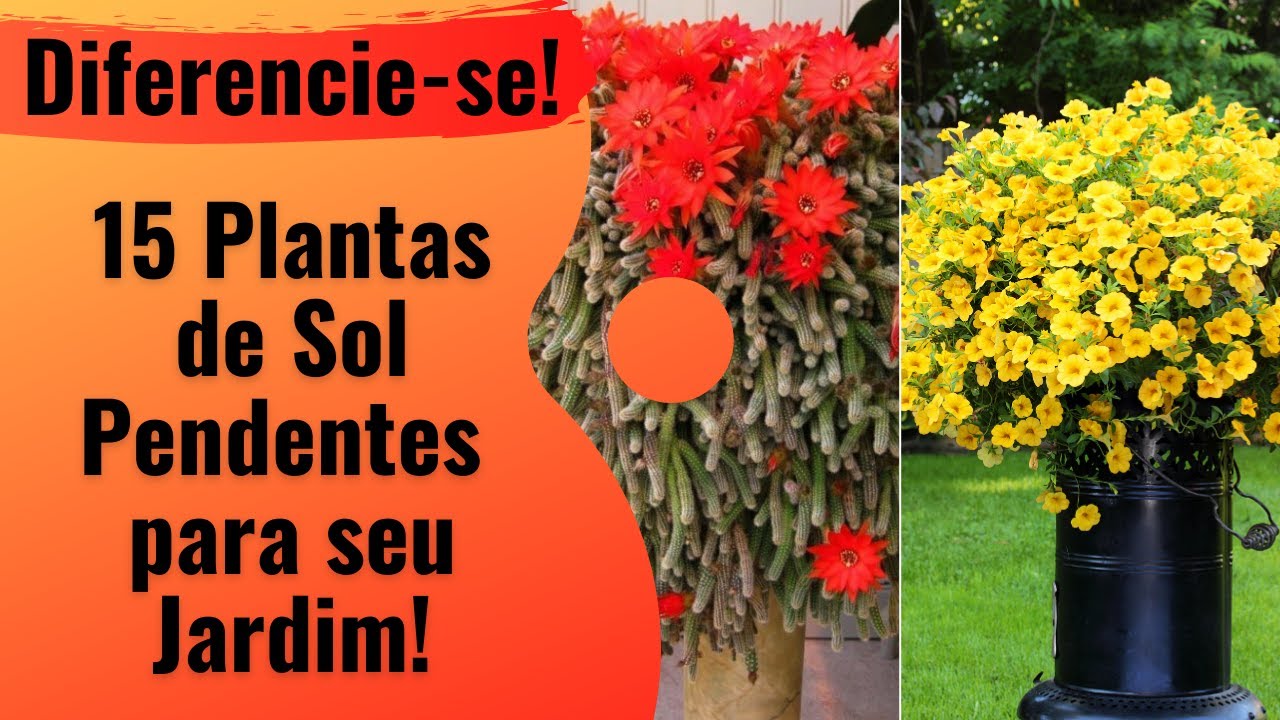 15 Plantas de Sol Pendentes, as Mais Lindas e Fáceis de Cultivar em Seu Jardim!