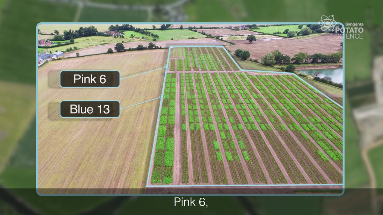 Syngenta Eurofins Blight Trials 2019
