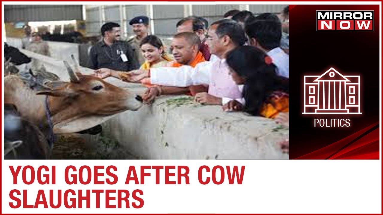 UP Government implements Cow Protection Bill