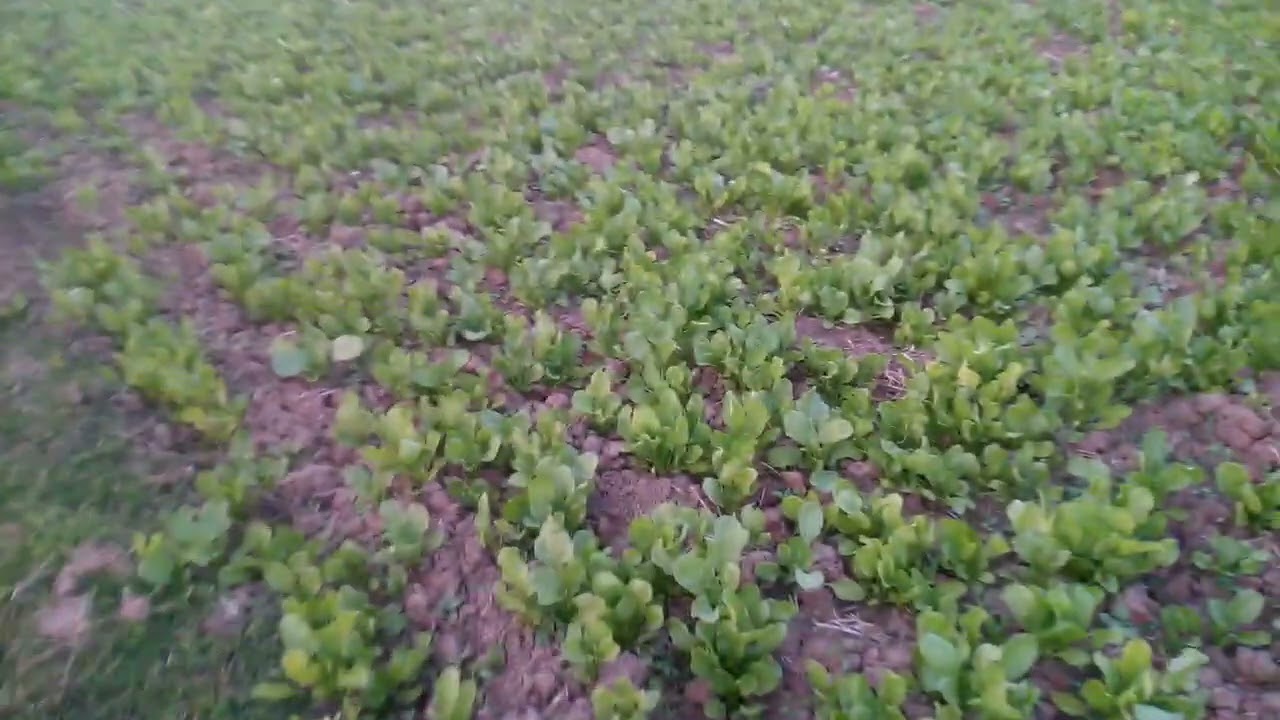 পালং শাক চাষ : কেন এবং কিভাবে করবেন 