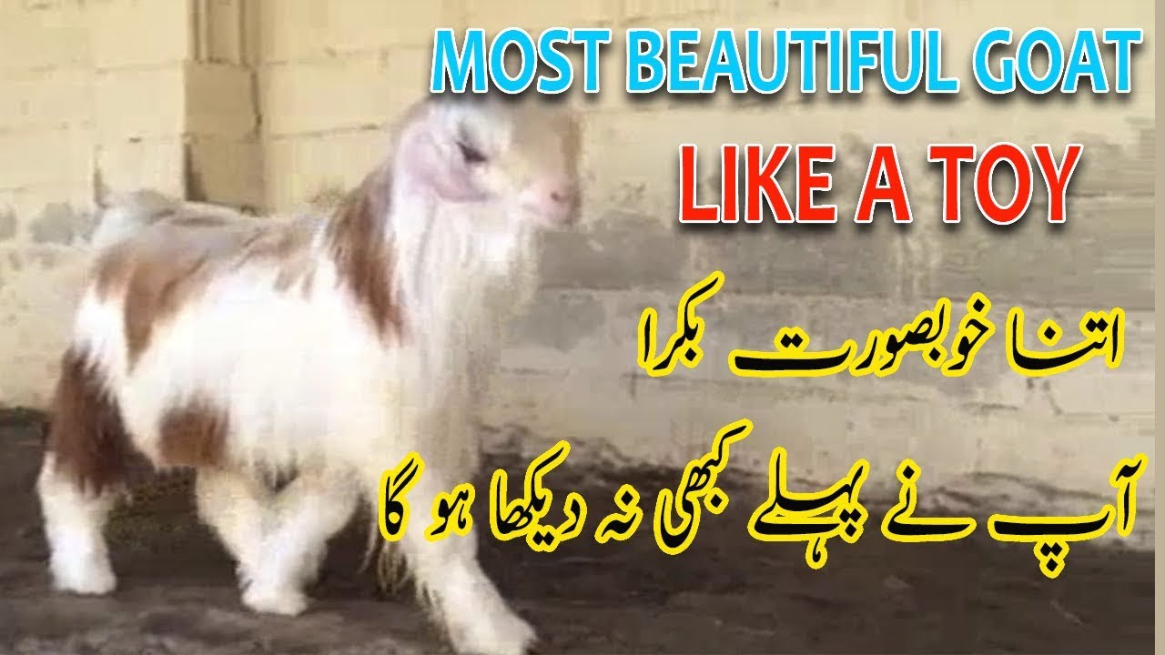 The Most Beautiful Goat Ever-Goat With White Hairs-Arab Goat-Arabic Goat Breed-Baby Goat-Pygmy Goat