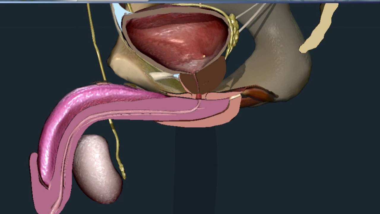 Uretra