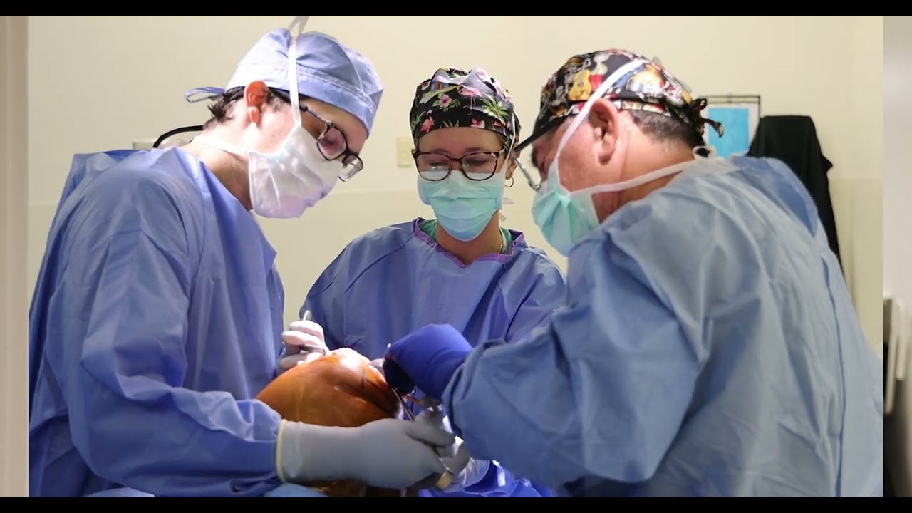 Restoring Knee Function: MACI and Medial Meniscus Allograft with Dr. Tom Minas | Paley Institute