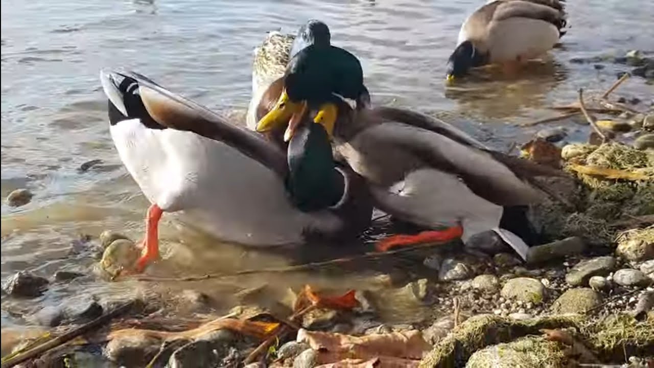 🦆💥Enten machen Ärger💥🦆...(duck trouble)