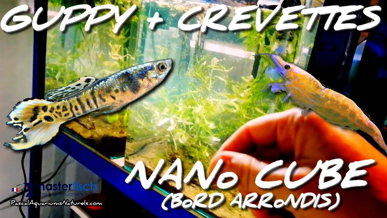 Tuto Aquarium Guppy Endler et Crevette ensemble! nano cube 30 L - MasterFisch - Pascal Aquariums