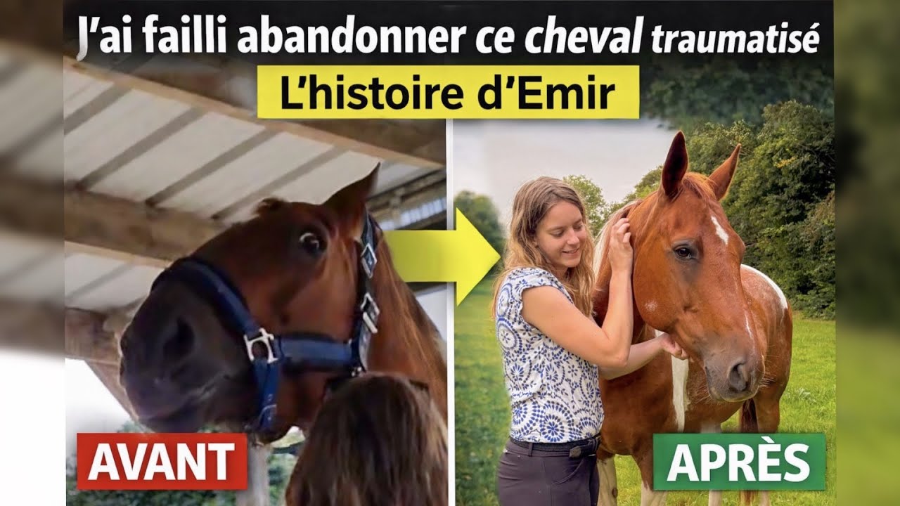 J’ai failli abandonner ce cheval traumatisé | L’histoire d’Emir