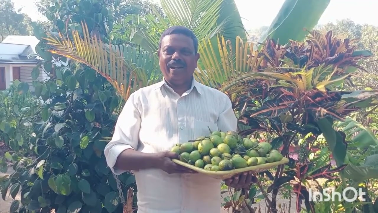 പച്ചമാങ്ങ നിസ്സാരക്കാരനല്ല ഇത് കേൾക്കാതെ പോകരുത്