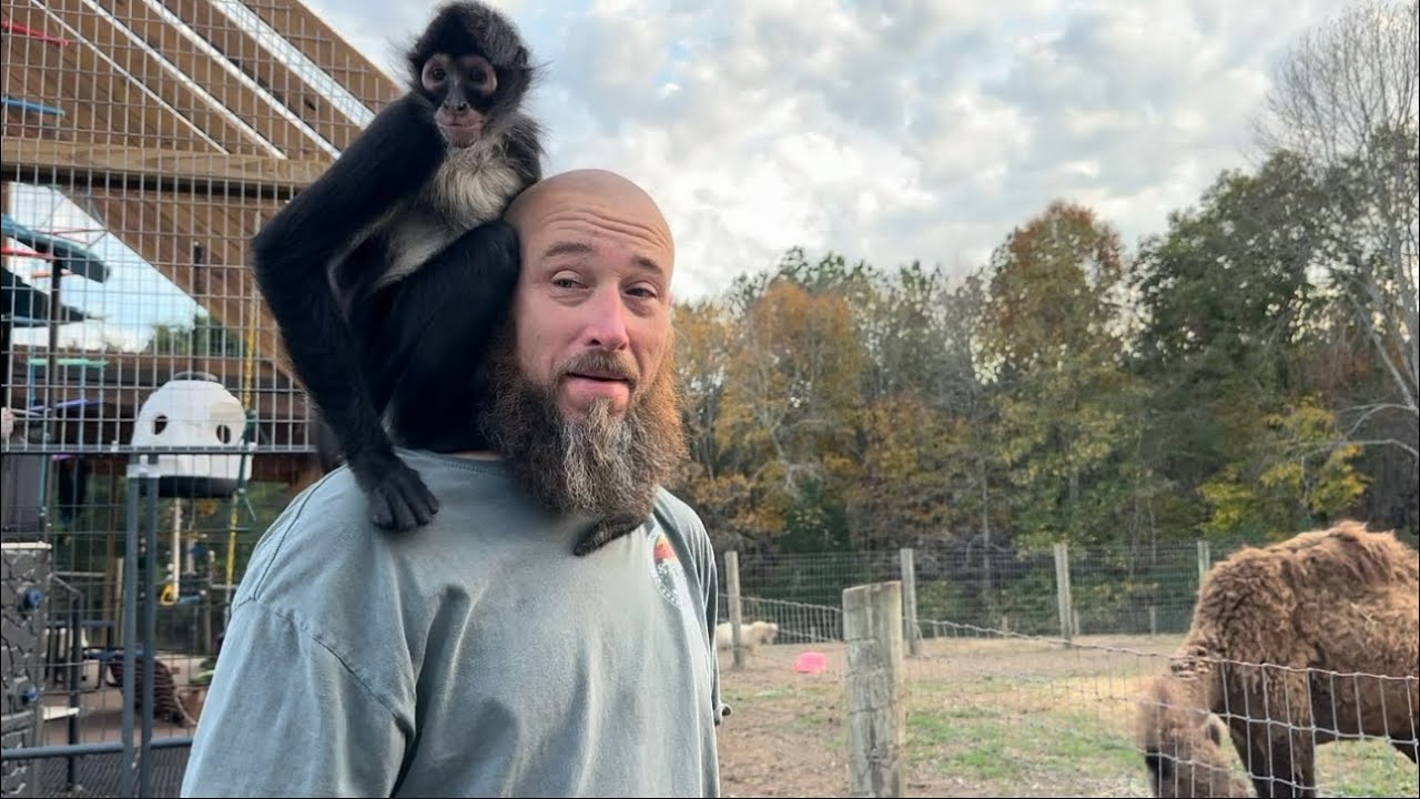Monkey fun on the farm 🩵 #monkeys #animals #baby