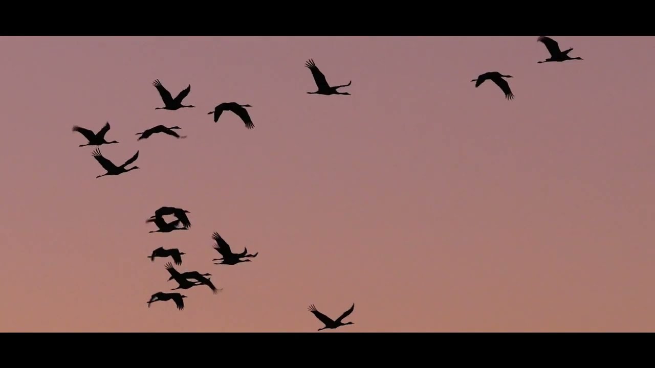 Le Der, une Histoire entre l'Homme et la nature.