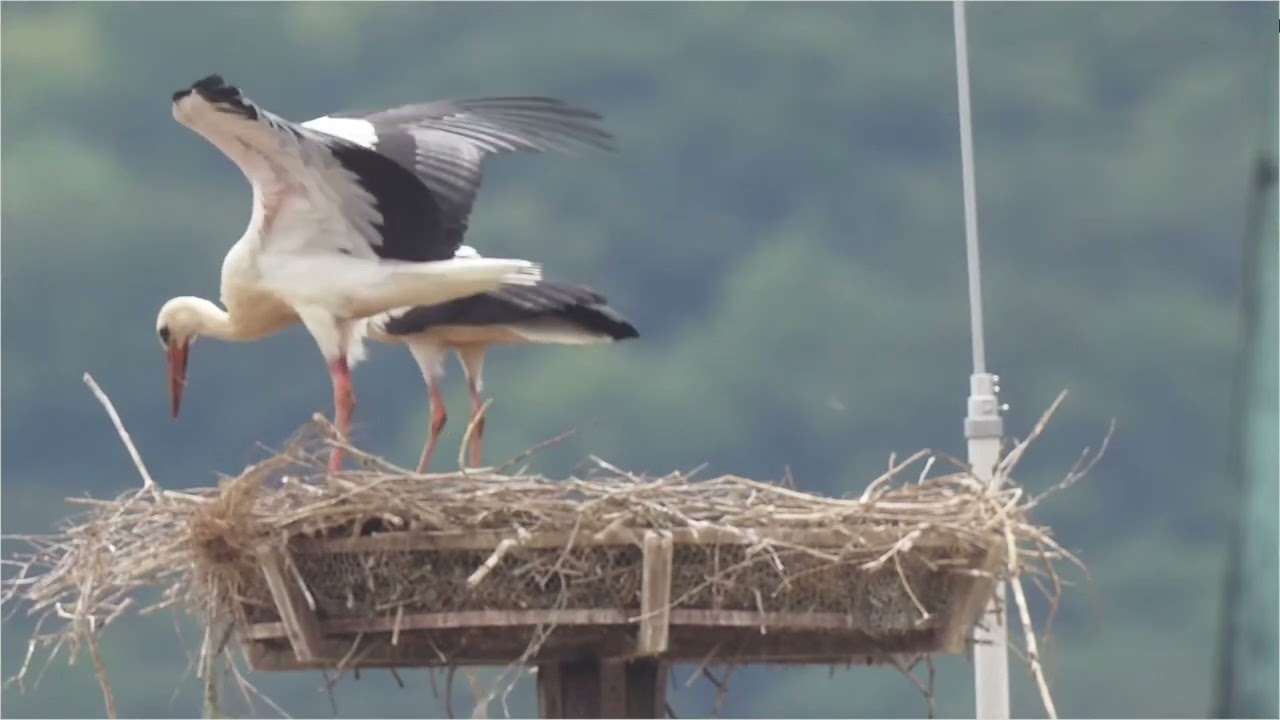 Storch hängt am Nest