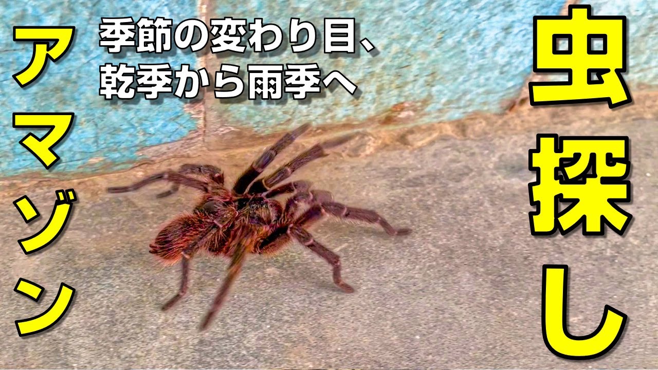 再び、森へ｜痛風と闘いながらアマゾンで虫を追う