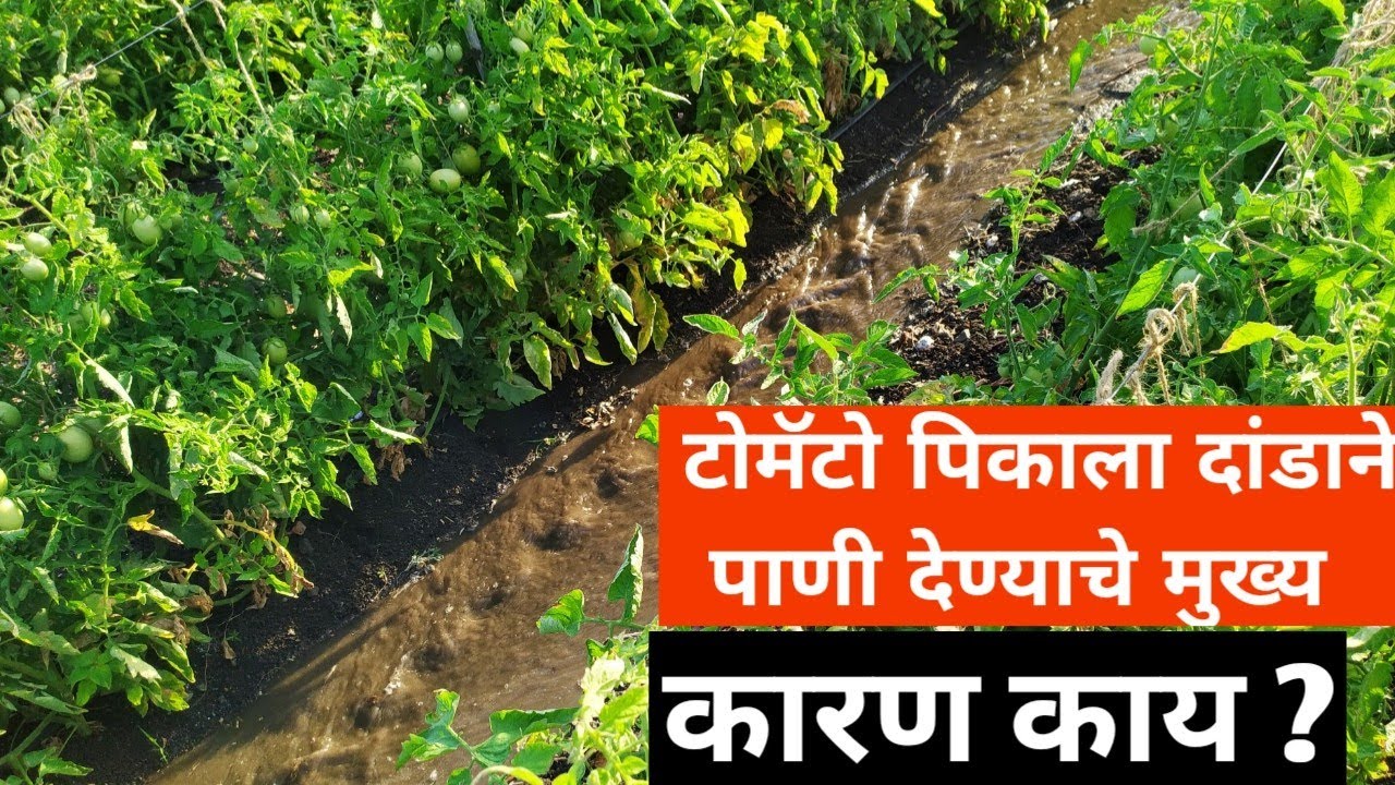 टोमॅटो पिकाचे महत्वाचे पाणी व्यवस्थापन 2021  ।। Tomato virang variety 👆👆