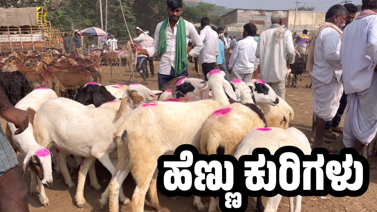 ಹೆಣ್ಣು ಕುರಿ ಮಾರುಕಟ್ಟೆ ಕಥೆ ನೋಡೋಣ ಬನ್ನಿ