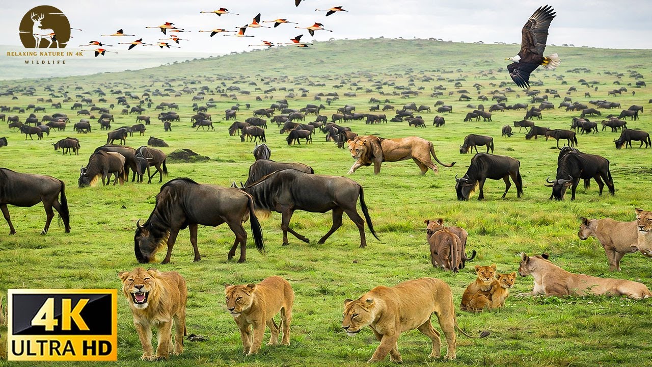African Wildlife 4K – The World’s Greatest Migration with Real African Sounds