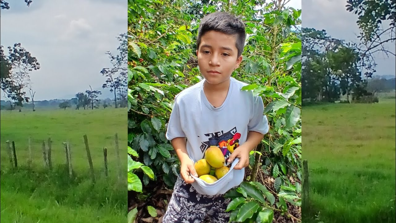Productos cultivados  en nuestro campo 🇨🇴#campocolombiano