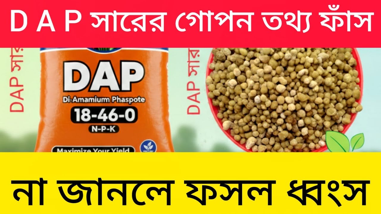 DAP সার কি ? কি কাজ করে ? DAP ব্যবহারের নিয়ম ও সতর্কতা ! What is DAP Fertilizer? Use & benefits,