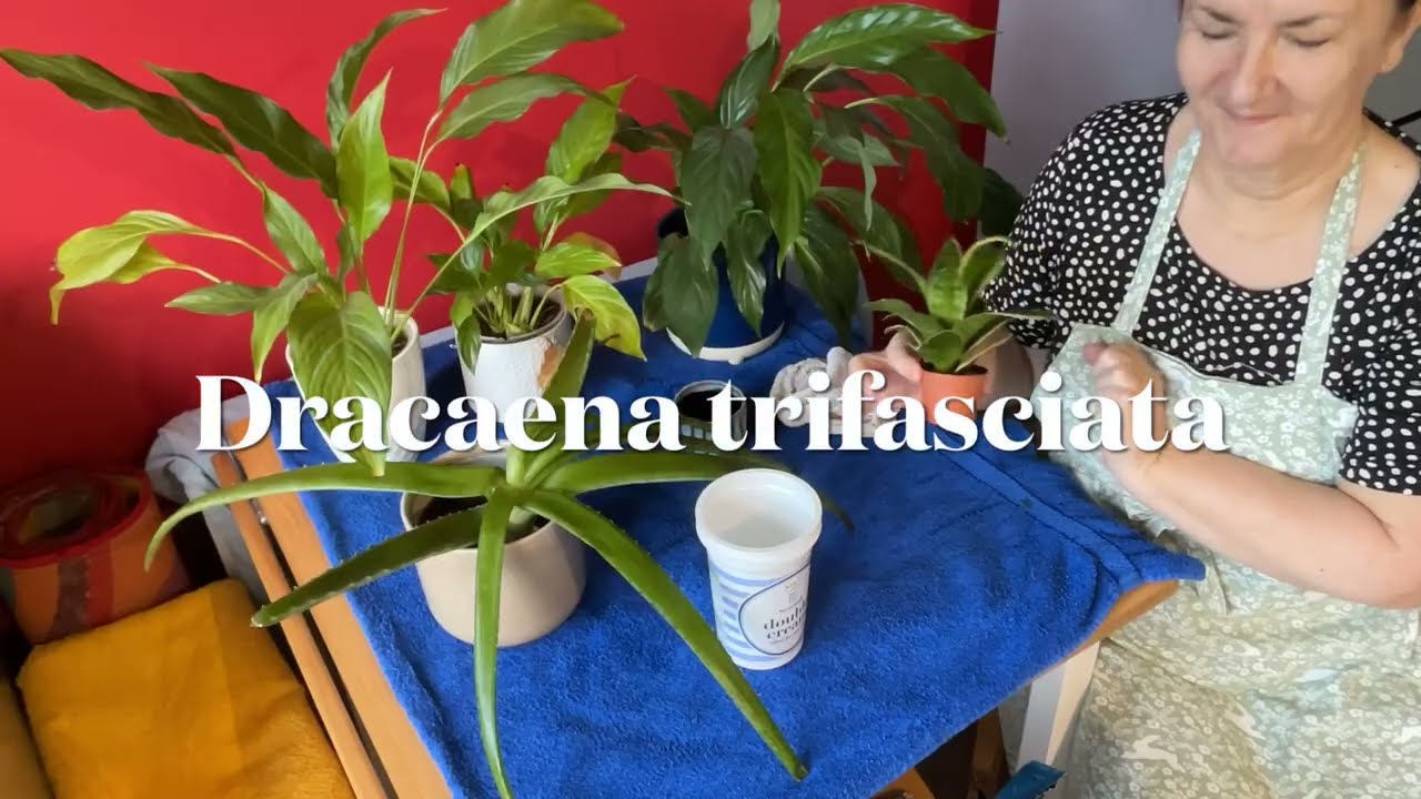 Plant spa day!