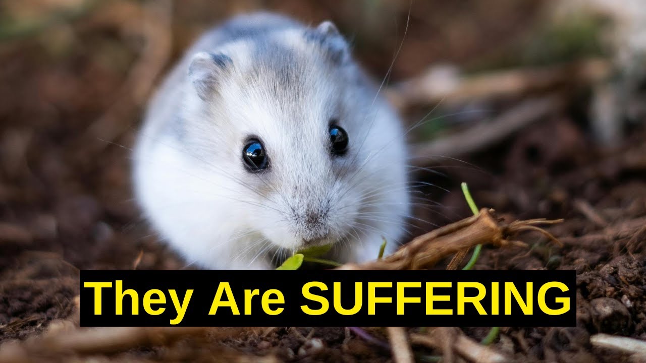 Silent Signs Your Hamster Is Suffering (Most Owners Miss These) | Hamster Care Tips