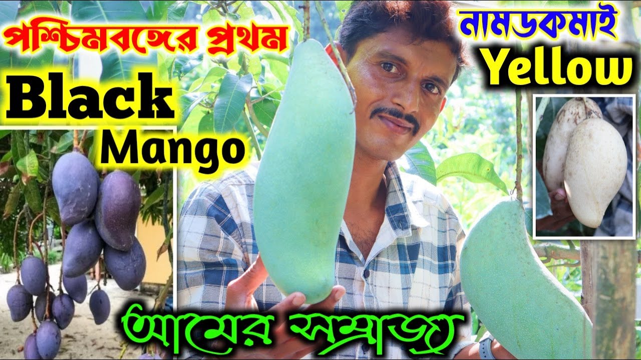 আমের সম্রাজ্য মিয়াজাকি থেকে ব্রুনাই কিং সকল প্রকার আমের সঠিক ভ্যারাইটি পাবেন এই নার্সারিতে