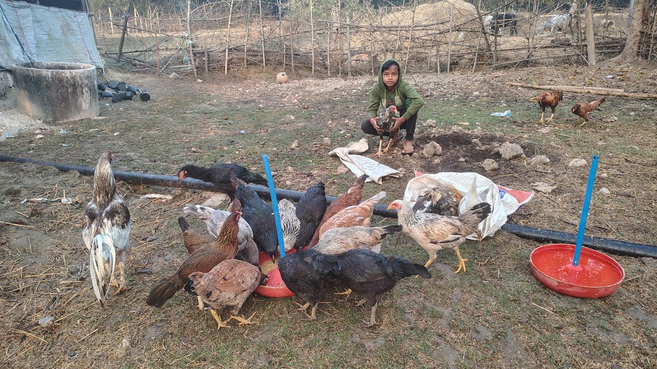 Deshi murgi farm house 🏠 videos 🐓 desi murgi village life style 