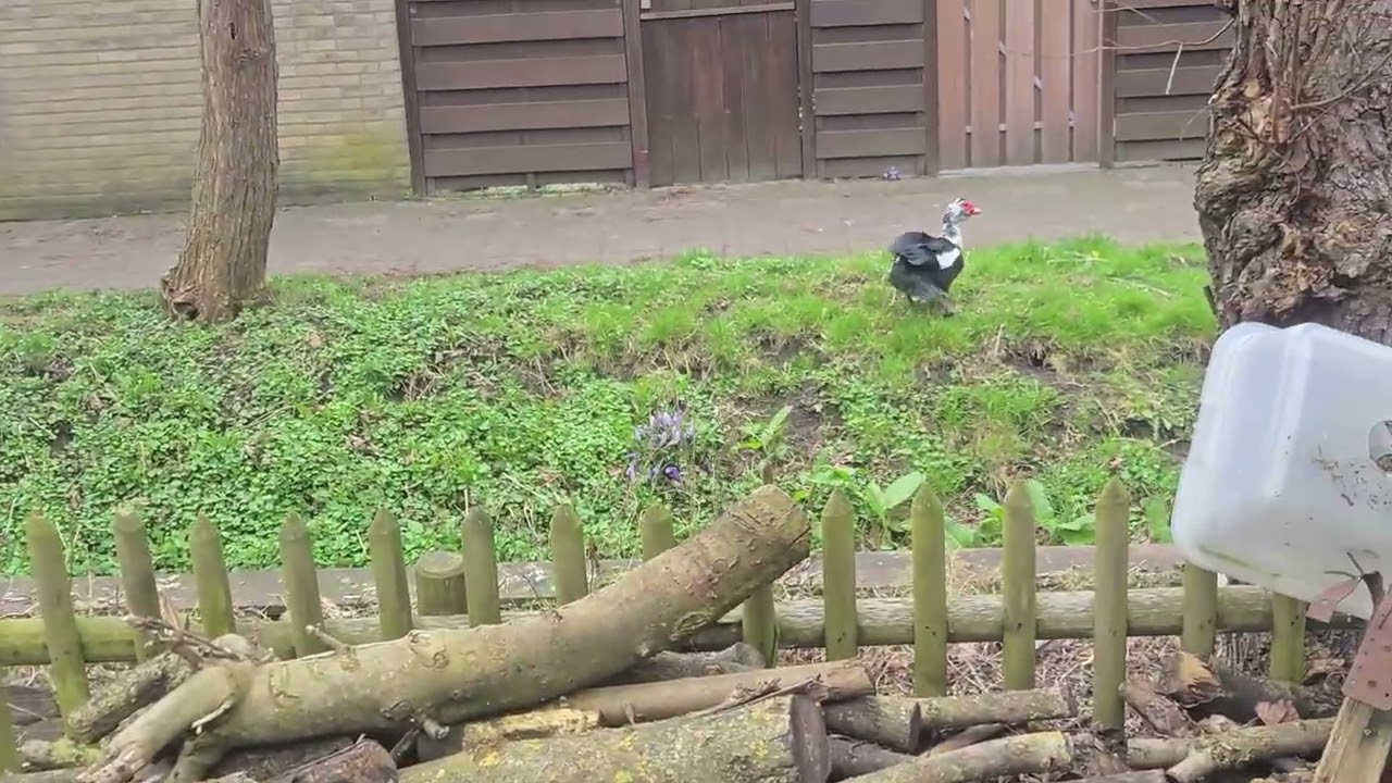 Het Broedende Ganzen Meisje heeft een Stalker