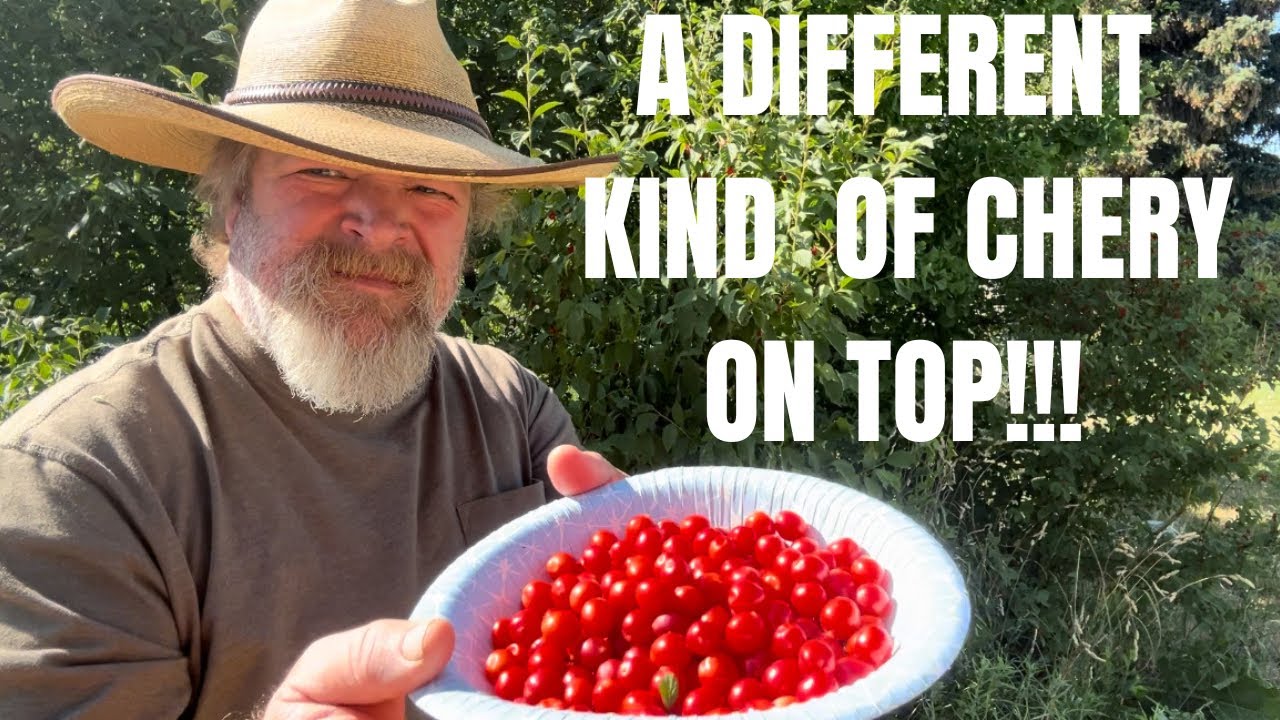 Discovering This Unique Rare Cherry: A Hidden Gem Of The Orchard