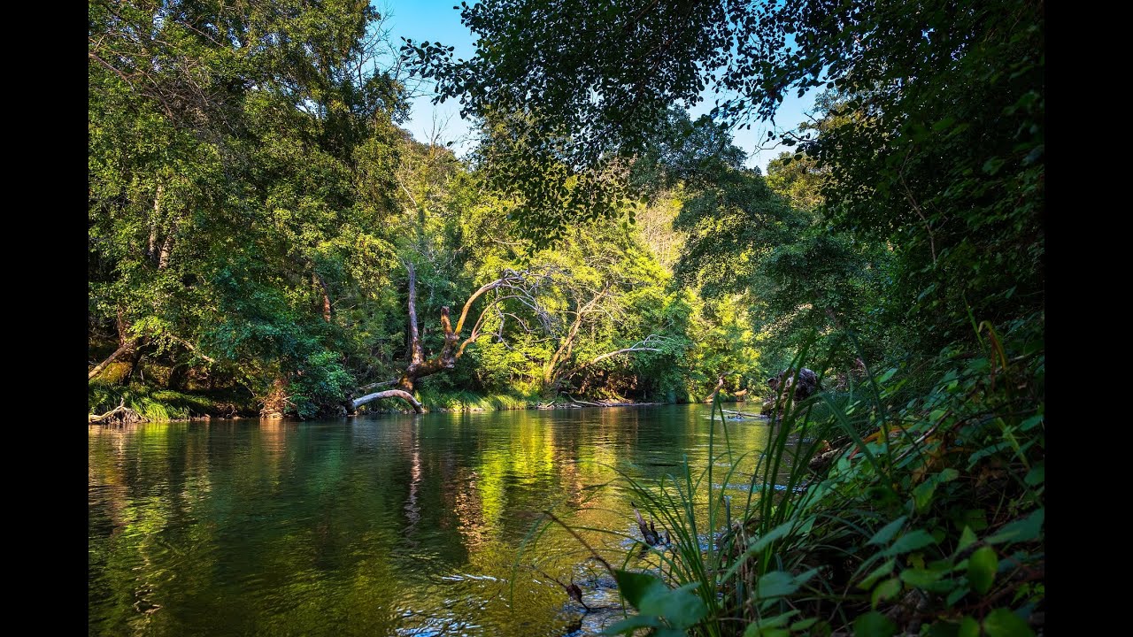 Rainforest Retreat 🌧️🍃 | Soothing Nature Ambience I Nature and Bird sounds for Studying