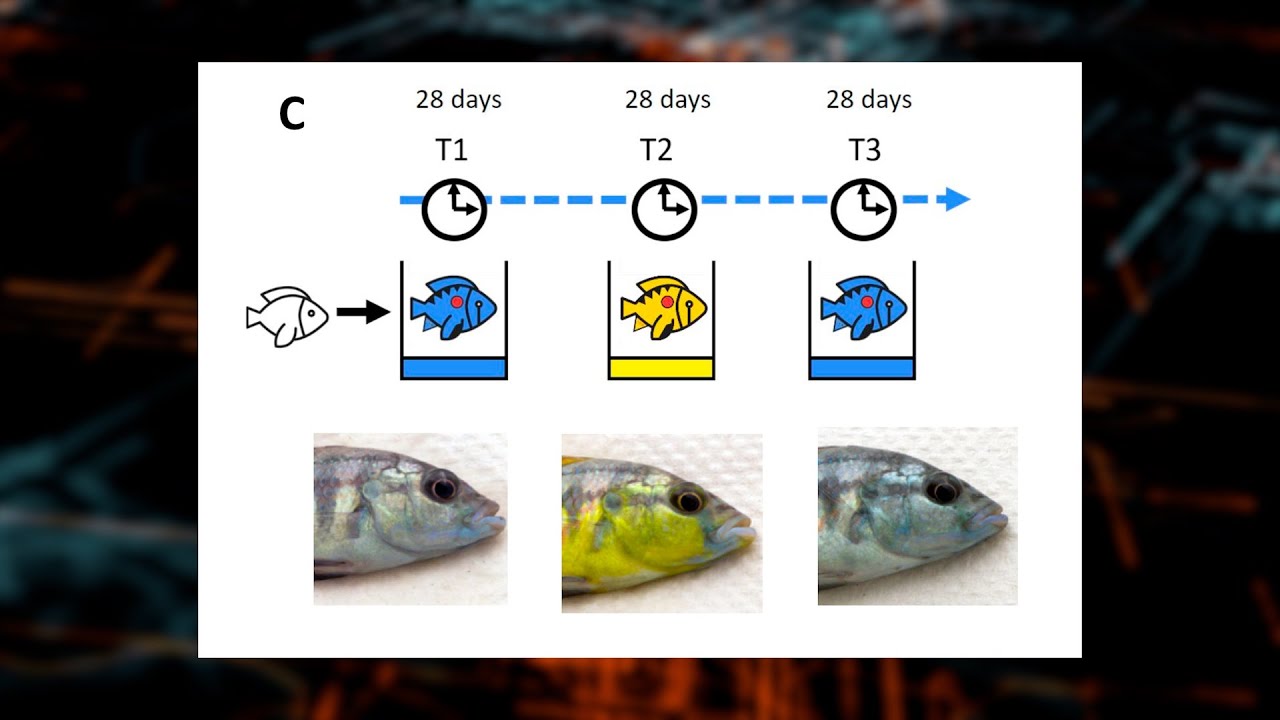 This Fish Changes Color Using Epigenetics!