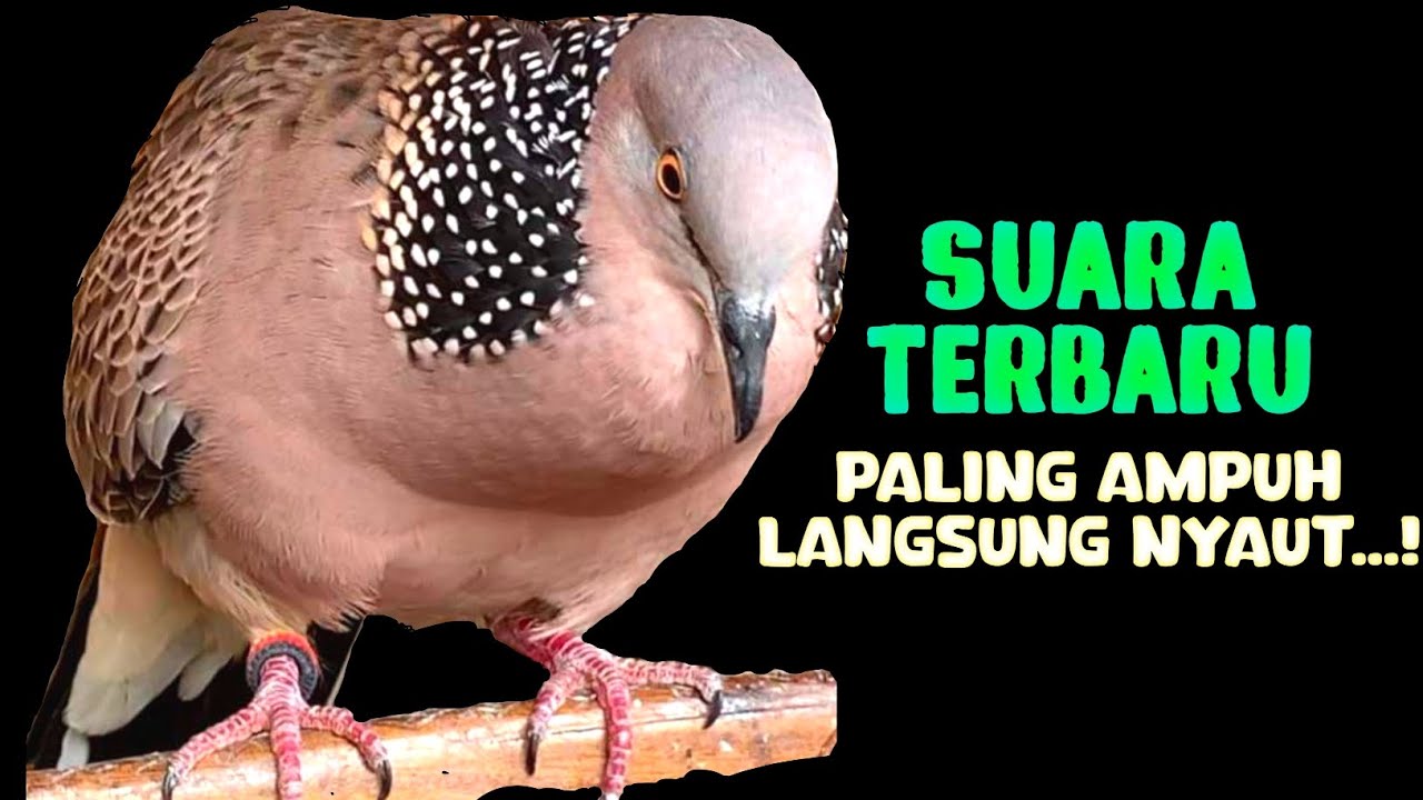 PIKAT TEKUKUR GACOR - Volume Keras Dan Jernih Cocok Untuk Pancingan