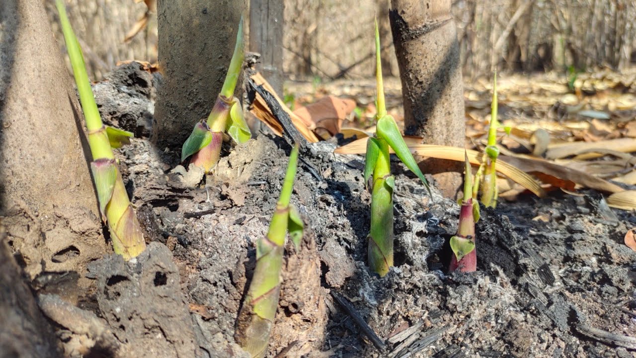 เข้าป่าหาหน่อไม้ไร่ ในฤดูแล้งออกหน่องามๆกำลังออกเยอะ