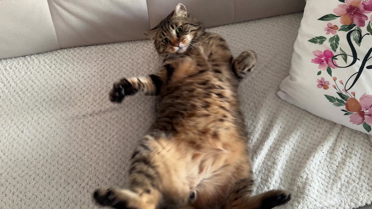 This fighter kitty generates static electricity