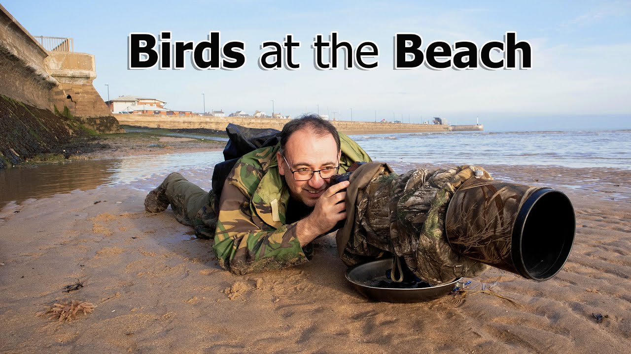 Bird Photography Tips & Tricks - Photographing Wading Birds on the Beach (Canon EF 500mm F/4 Lens)