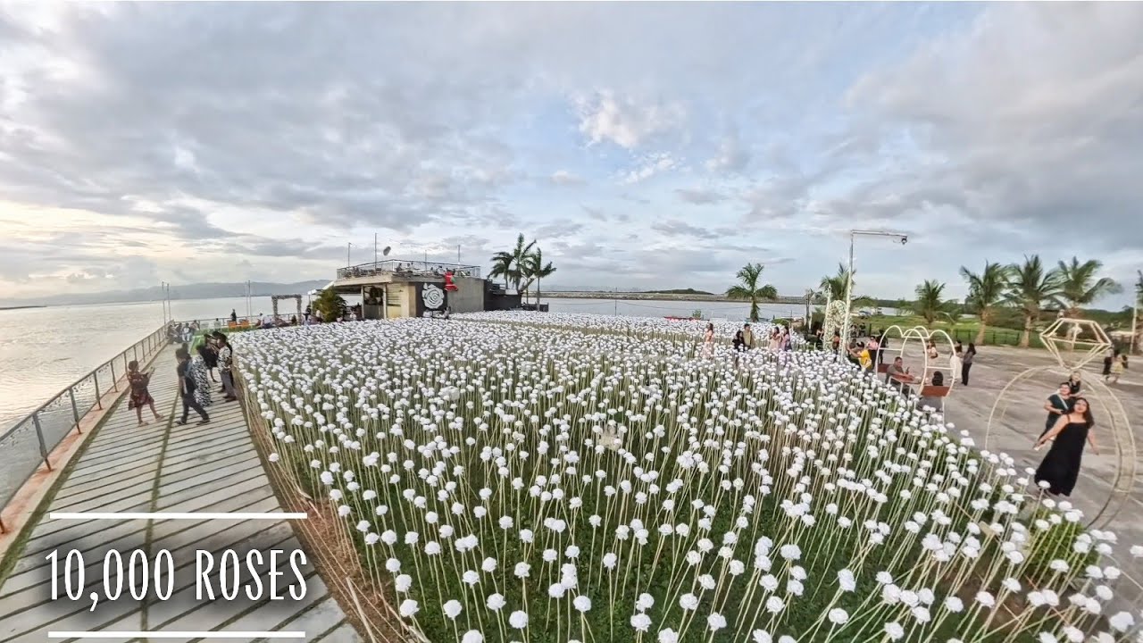 10,000 Roses 