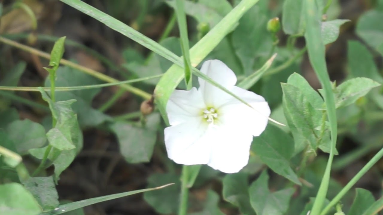 Pow&oacute;j polny - Convolvulus arvensis cz1