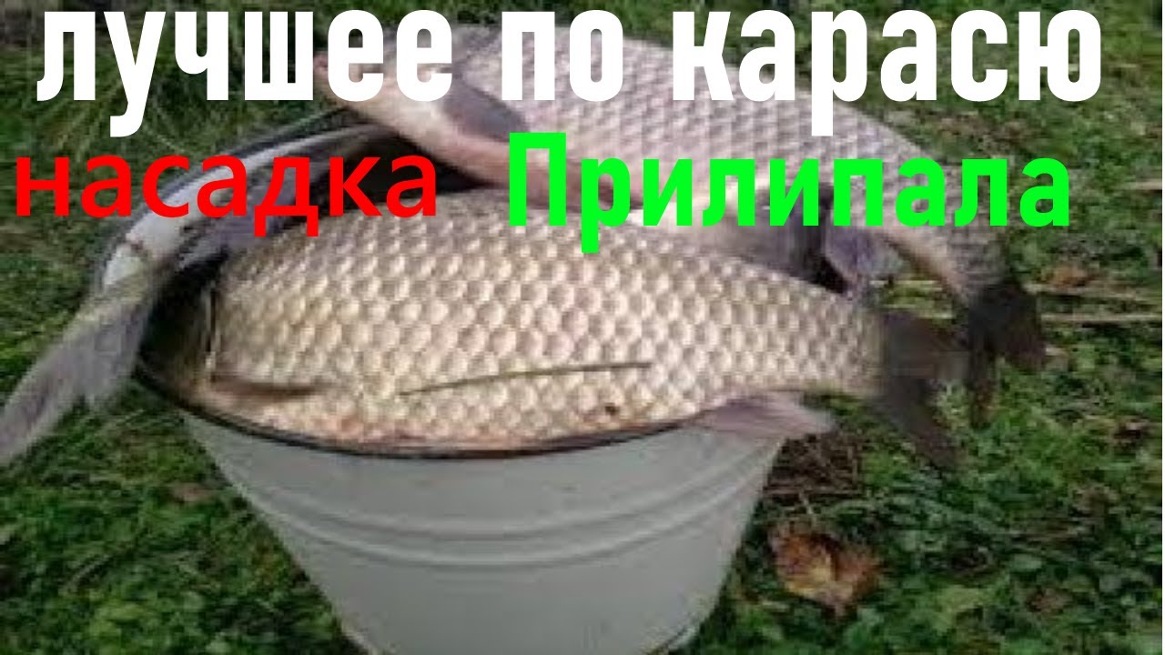 Супер рыболовная насадка ПРИЛИПАЛА-Карась теперь не проблема